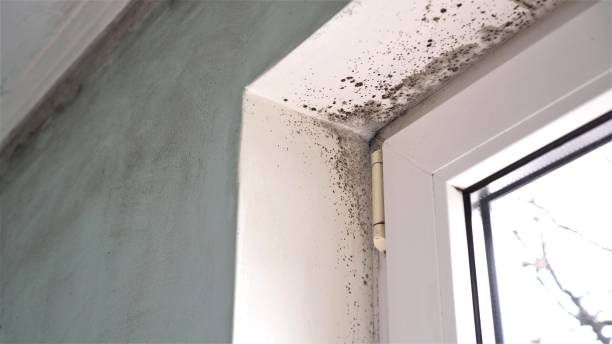 Best Mold Odor Removal Services  in USA