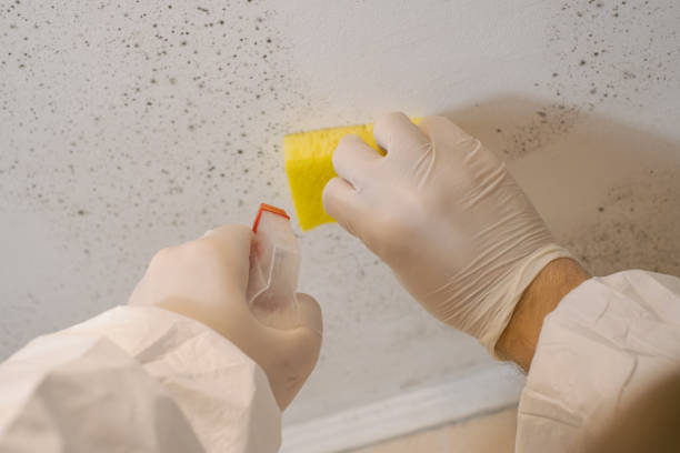 Best Mold Remediation for Rental Properties  in USA